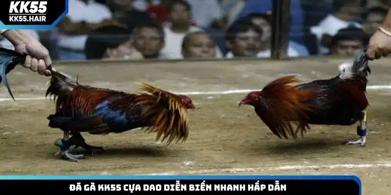 Đá gà KK55 cựa dao diễn biến nhanh hấp dẫn