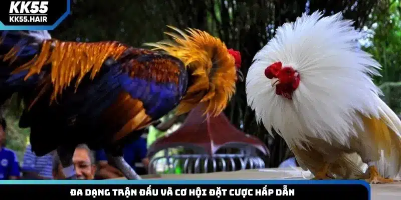 Đa dạng trận đấu và cơ hội đặt cược hấp dẫn