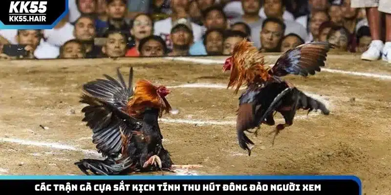 Các trận gà cựa sắt kịch tính thu hút đông đảo người xem