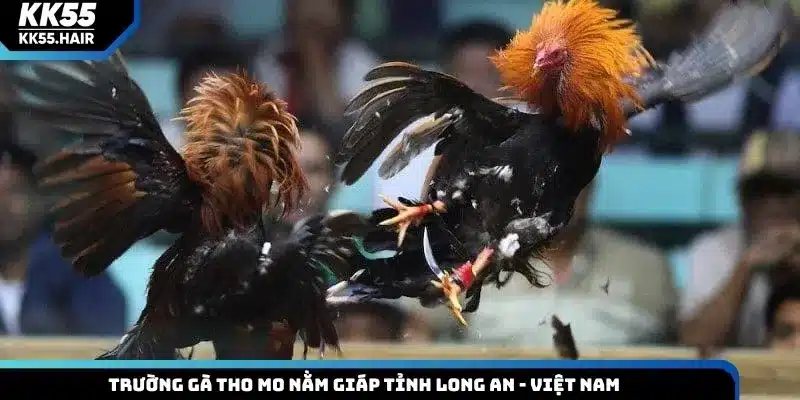 Trường gà Tho Mo nằm giáp tỉnh Long An - Việt Nam